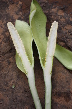 Image of Anchomanes difformis (Blume) Engl.