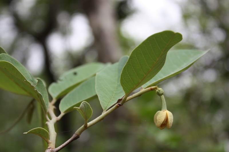 Imagem de Annona senegalensis Pers.