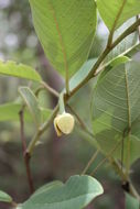 Imagem de Annona senegalensis Pers.