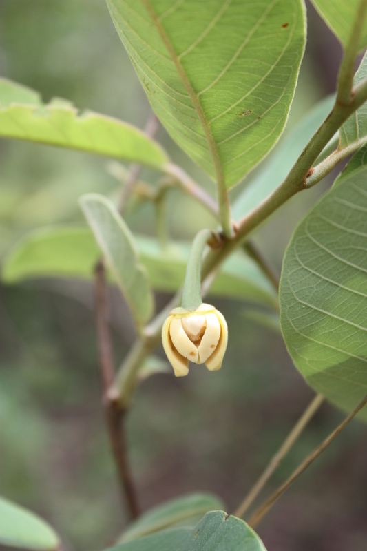 Imagem de Annona senegalensis Pers.