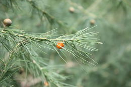 Image of Asparagus flagellaris (Kunth) Baker