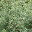 Image of Asparagus flagellaris (Kunth) Baker