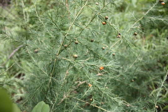 Слика од Asparagus flagellaris (Kunth) Baker