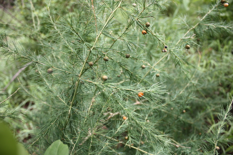 Image of Asparagus flagellaris (Kunth) Baker