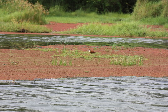 صورة <i>Azolla africana</i> Desv.