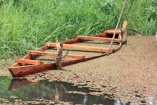 Imagem de <i>Azolla africana</i> Desv.