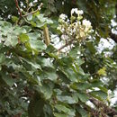 Sivun Berlinia grandiflora (Vahl) Hutch. & Dalziel kuva