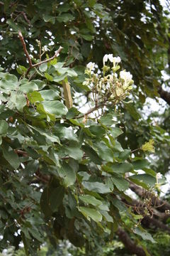 Berlinia grandiflora (Vahl) Hutch. & Dalziel的圖片