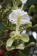 Image of Berlinia grandiflora (Vahl) Hutch. & Dalziel