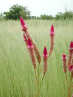 Plancia ëd Celosia argentea L.