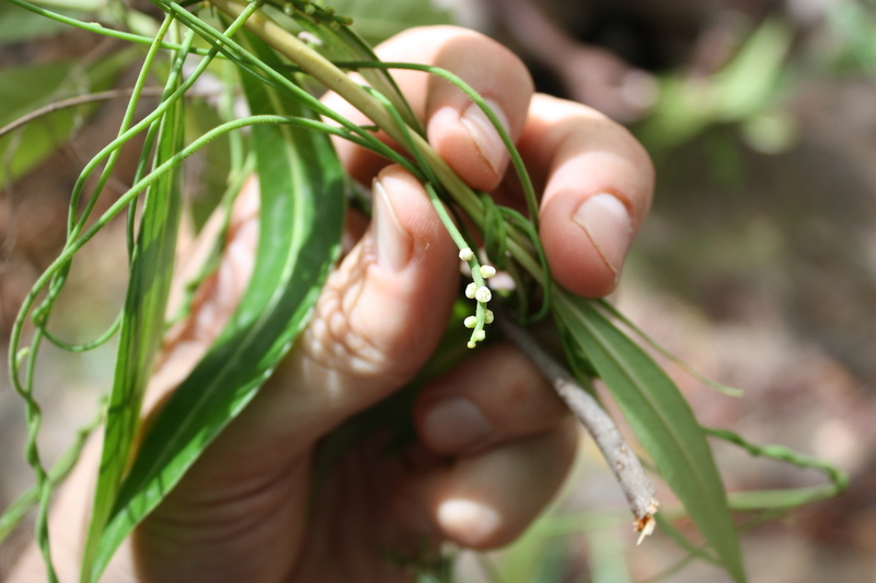 صورة Cassytha filiformis L.