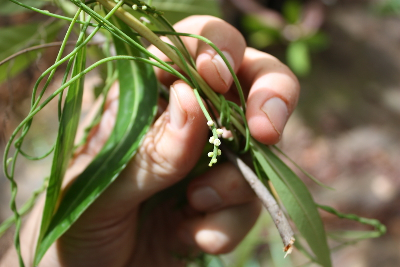 صورة Cassytha filiformis L.