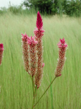 Imagem de Celosia argentea L.