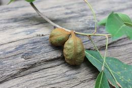 Image of Cola laurifolia Mast.