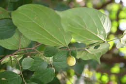 Image of Celtis toka (Forssk.) F. N. Hepper & J. R. I. Wood