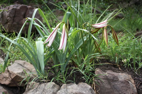 Image of Crinum ornatum (Aiton) Herb.