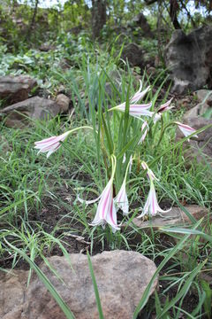 Crinum ornatum (Aiton) Herb. resmi