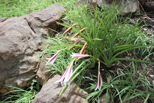 Crinum ornatum (Aiton) Herb. resmi