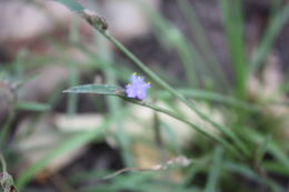 Image of Cyanotis angusta C. B. Clarke