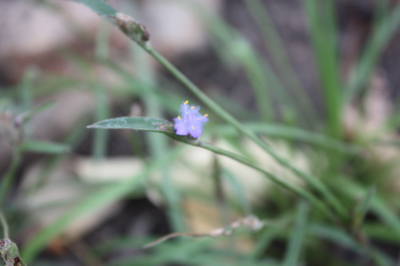 Image of Cyanotis angusta C. B. Clarke