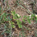 Image de Kallstroemia pubescens (G. Don) Dandy