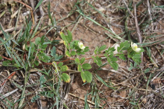 Sivun Kallstroemia pubescens (G. Don) Dandy kuva