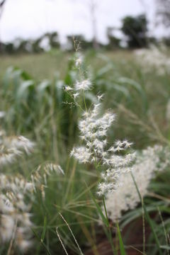 Image of Creeping Molasses Grass