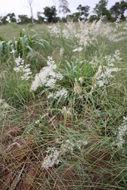 Image of Creeping Molasses Grass