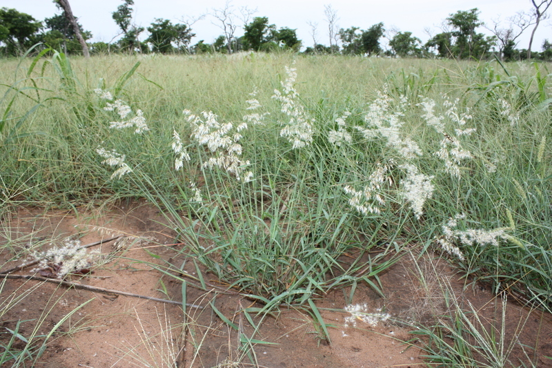 Image of Creeping Molasses Grass