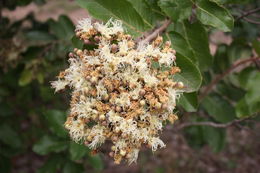 Image of Maranthes polyandra (Benth.) Prance