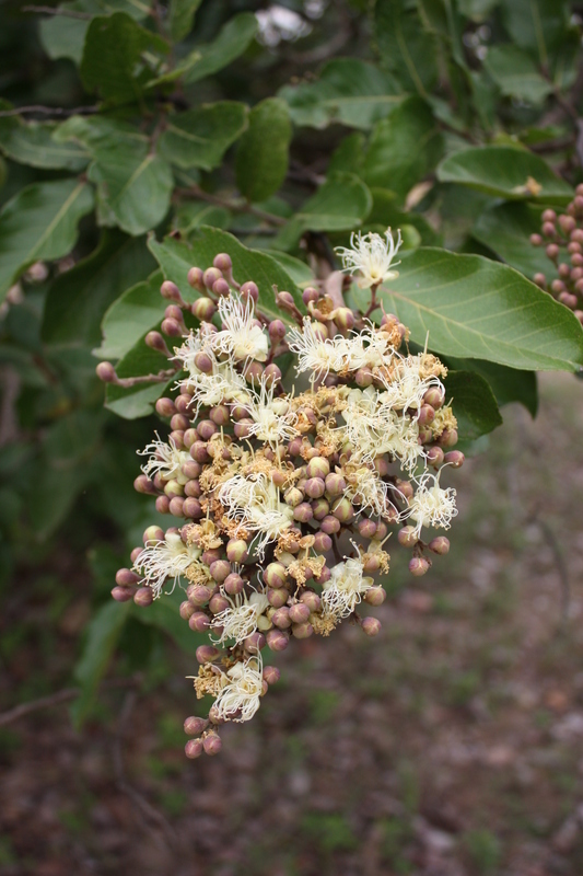 Image of Maranthes polyandra (Benth.) Prance