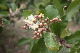 Image of Maranthes polyandra (Benth.) Prance