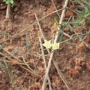 Image of Sword-leaf merremia