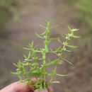 Plancia ëd Bacopa hamiltoniana (Benth.) Wettst.