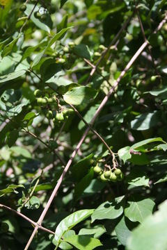 Image of Raisin-fruit keetia