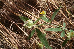 Image of Crotalaria macrocalyx Benth.