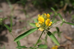 Image of Crotalaria macrocalyx Benth.