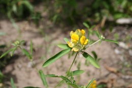 Image of Crotalaria macrocalyx Benth.