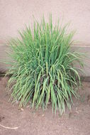 Image of lemon grass