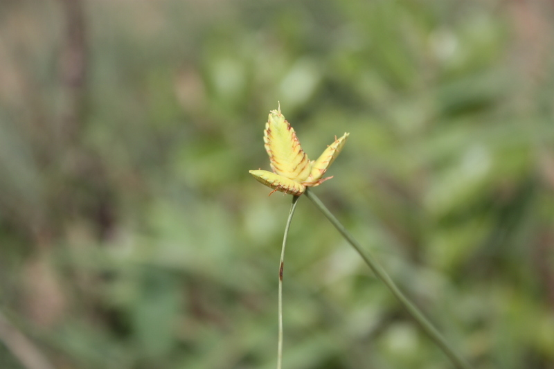 Imagem de Cyperus karlschumannii C. B. Clarke