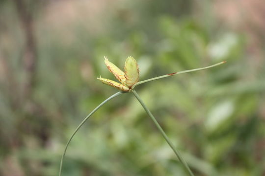 Imagem de Cyperus karlschumannii C. B. Clarke