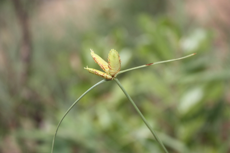 Слика од Cyperus karlschumannii C. B. Clarke