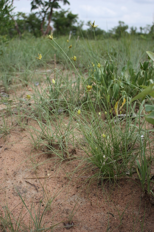 Слика од Cyperus karlschumannii C. B. Clarke