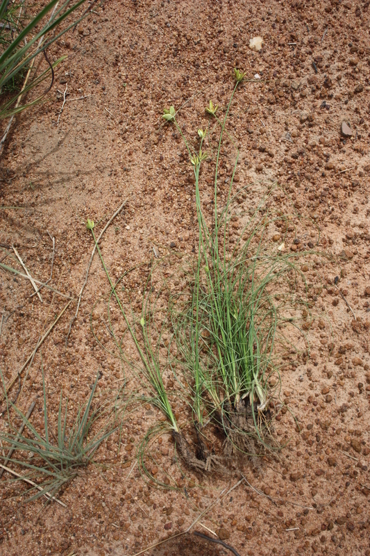 Слика од Cyperus karlschumannii C. B. Clarke