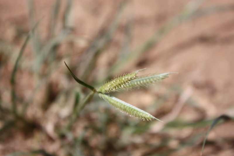 Image de Dactyloctenium aegyptium (L.) Willd.
