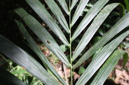 Image of African oil palm