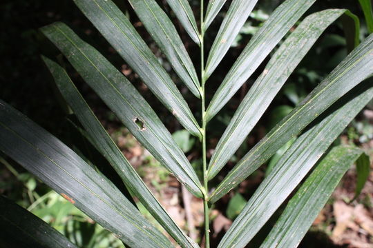 Elaeis guineensis Jacq. resmi