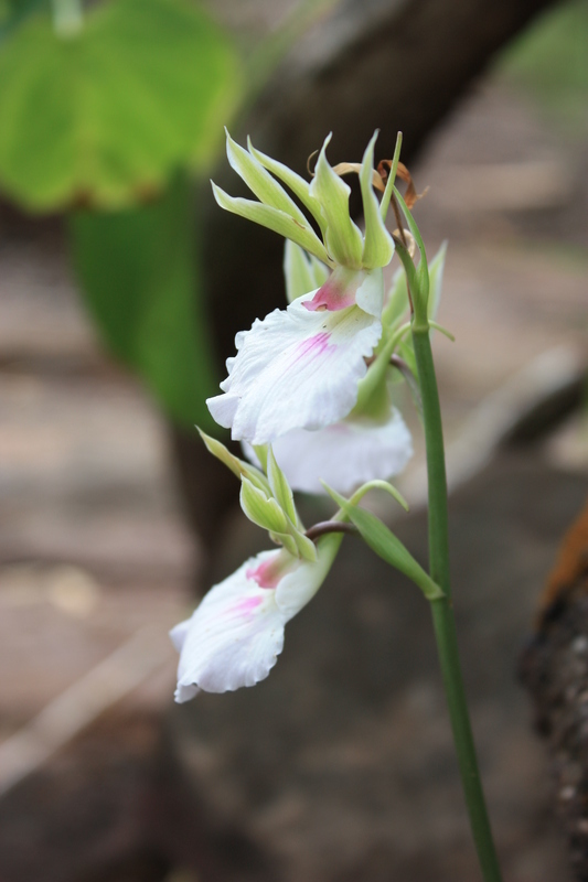 Image of Orchid