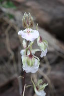 Image of Orchid