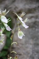 Image of Orchid